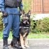 愛犬トレーニング、ペットスクール関連