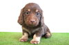 「ミニチュアダックス子犬情報」