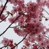 お花見スポット特集　