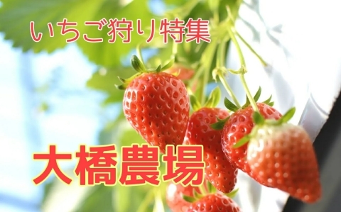 いちご狩り特集 まいぷれ 千歳 恵庭 いちご狩り特集 まいぷれ 千歳 恵庭