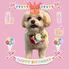 「Dog salon mofu mofu　余市町」