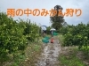 「恋するバス婚in島根　雨の中のミカン狩り」