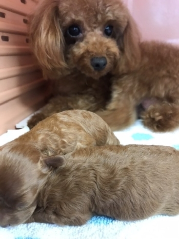 トイプードル 赤ちゃん ドッグライフ エルムのニュース まいぷれ 出雲 トイプードル 赤ちゃん ドッグライフ エルムのニュース まいぷれ 出雲