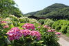 「洲本千草にある あわじ花山水✨  70品種4千本の紫陽花✨ 現在5分咲きくらいで 来週くらいが見頃」
