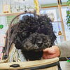ポポちゃん「今日のお友達」