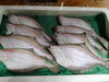 「📣本日入荷のお魚情報🐟」