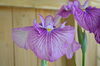 花菖蒲写真「鉢で楽しむ花菖蒲」