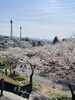「名張桜まつりに行ってきました❗️」
