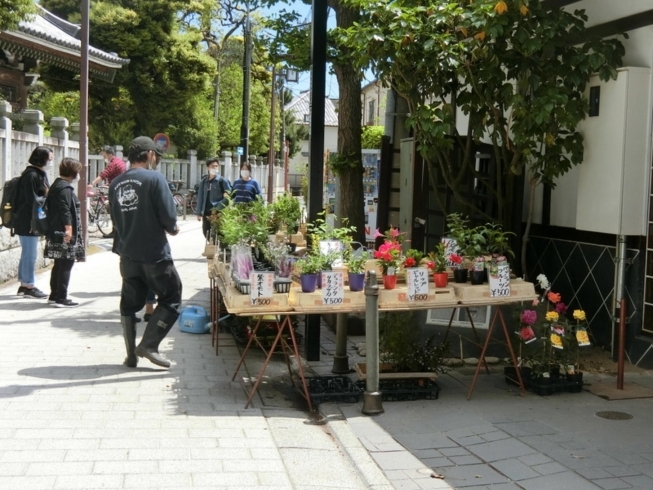 「5月3日「憲法記念日」コロナ渦で迎えた連休『キングサリー（黄色の藤の花）』を買いました♪《柴又亀家おかみの独り言》【柴又名物草だんごが人気☆柴又帝釈天から一番近いお団子屋】」