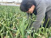 大切に育てられたネギ_土からの恵み「【春限定】八尾で新玉ねぎ収穫体験！土からスポッと抜く農業体験イベント」