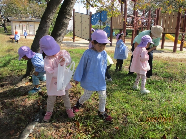 ３歳児さんもどんぐりを探しています「遠足に行きました！【松山市の認定こども園・児童クラブ　立花こども園】」