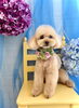 ココちゃん「わんこと紫陽花」