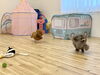 リリーちゃん＆くまくん追いかけっこ中　浮くくま🤣「ましゅまろ幼稚園🐾」