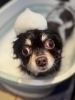 りんご酵素風呂「🐶トリミングのお友達❤️」
