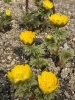今朝の小樽「4月1日(水) 小樽のゲストハウスより」