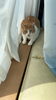 カーテンに隠れる茶太郎くん「5匹の猫さんのシッターさせて頂きました【札幌 北区 猫シッター catbeard キャットビヤード⠀】」