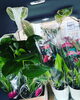 「観葉植物の仕入れ日です」