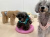 ＮiＮiちょっとだけ🤏　笑「ましゅまろ幼稚園🐾」