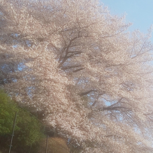 「春の訪れが早いです。」