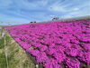 そろそろ見頃！土手の手前一面にピンクの『芝桜（シバザクラ）』［柴又 