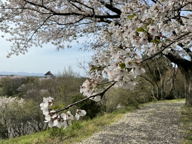 伯耆古代の丘公園の桜🌸「お花見レポート！ vol.8」