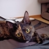 里親募集中