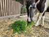 ポニーのチェス♀「みんなの大好物」