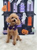 ニコちゃん「Happy Halloween 2026🎃」