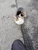 ネコとの会話　今日のきみは何を思ってる？「🚶‍♀️ クラブまでテクテク 🚶🏻　★英会話と体操のコラボ教室（堀切、お花茶屋、綾瀬、亀有、小菅）」