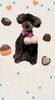 「Dog salon mofu mofu　余市町」