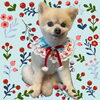 「Dog salon mofu mofu　余市町」