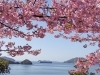 もうすっかり春ですね(ღ*ˇ ˇ*)｡o♡「柳井市で癒しを～春ですね。冬の身体を抜け出し満喫しましょう～」