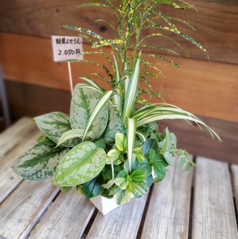 寄せ植え「【はなやホック皆生店】観葉植物豊富にあります！」