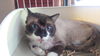 「迷い猫を保護しています【新居浜市垣生三丁目付近】」