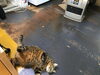 「ヒーターの前でゴロゴロ」