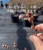 「【犬山市】大粒ブルーベリーの秘密！楽田の農園「ブルーベリーポケット」で花芽調整が始まりました🫐」