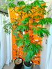 「「やる気」を育てる塾。 みしま時習館、新年度・新入塾生受付中！」