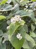 「桐屋菜園通信｜玉ねぎを収穫しました」