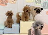 にこくん♡くまくん♡ムッ太くん♡スタッフMeMe「ましゅまろ幼稚園🐾」