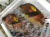 「魚魚市場鮮魚コーナーおすすめは「チコダイ」です♪」