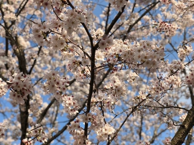 「笠間の桜は今が見ごろ！」