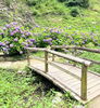 趣のある橋と紫陽花のコラボ♪「【2026年】和歌山市で紫陽花を見るならここ！ 和歌山城・鶴の渓が初夏の彩りに」