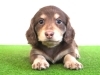 「🌟ミニチュアダックス子犬情報🌟」