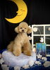 オレオくん「お月さまとわんこ🌛」