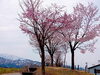「魚野川桜づつみで、花見弁当！桜咲き始めました！」