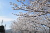 たまに桜の花びらがヒラヒラ舞ったり・・・「まいぷれ編集部事務所前の桜が咲いています♪」