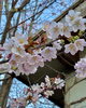 今朝の小樽「4月19日(日) もりのきより（小樽 ゲストハウス) 」