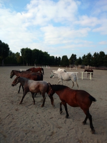 朝は広い馬場で皆で放牧。それぞれの時間を過ごします「休館中の動物たち」