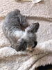 日向ぼっこの愛犬　眠いなぁ…「秋の食材…折詰弁当。」