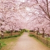 花島公園 千葉市花見川区 お花見するならここ 千葉 船橋 市川 習志野の 桜 特集 21年 まいぷれ 千葉市